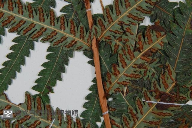 日本狗脊蕨藏品圖，第3張