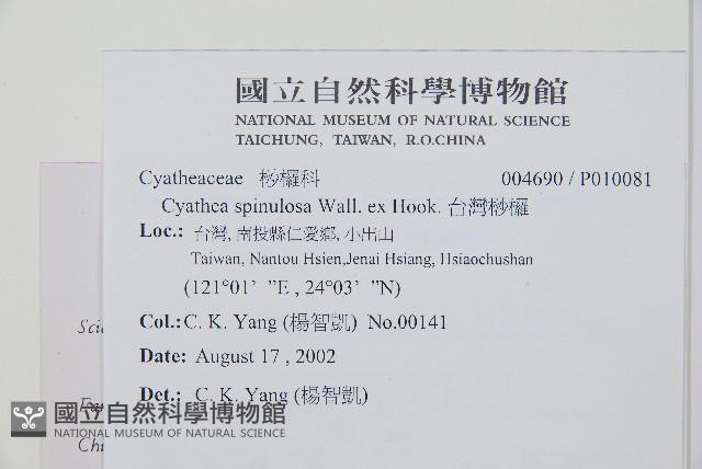 台灣桫欏藏品圖，第2張