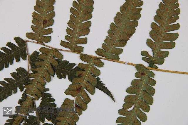 東洋蹄蓋蕨藏品圖，第3張