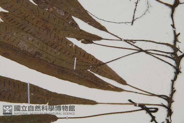 單葉雙蓋蕨藏品圖，第3張