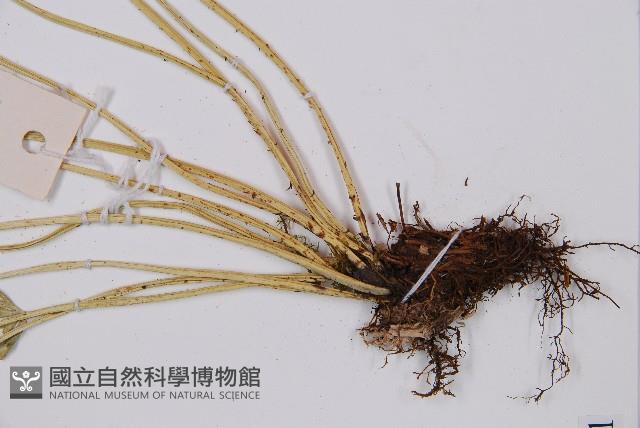 長生鐵角蕨藏品圖，第3張