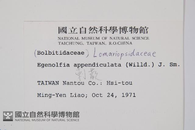 刺蕨藏品圖，第2張