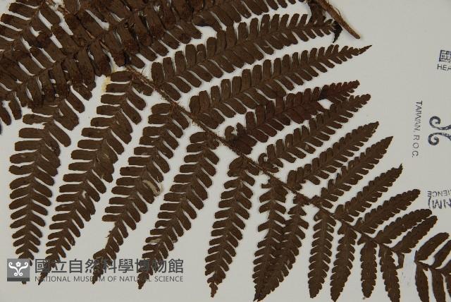 頂囊肋毛蕨藏品圖，第3張