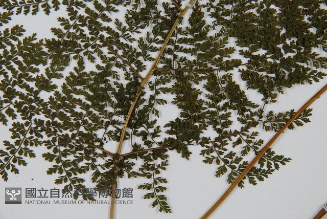 稀子蕨藏品圖，第3張