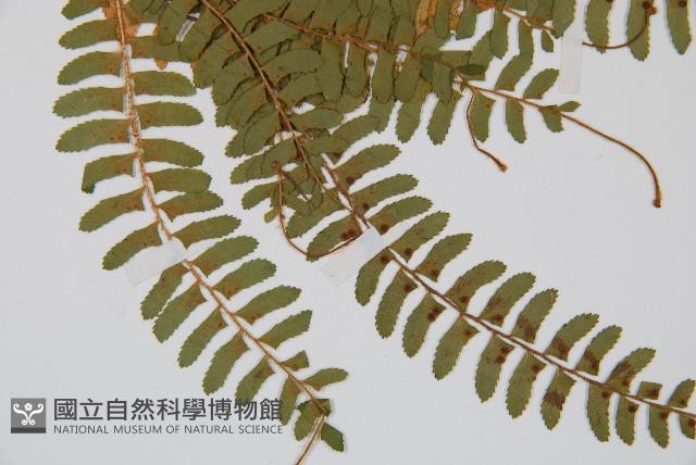 岩蕨藏品圖，第3張