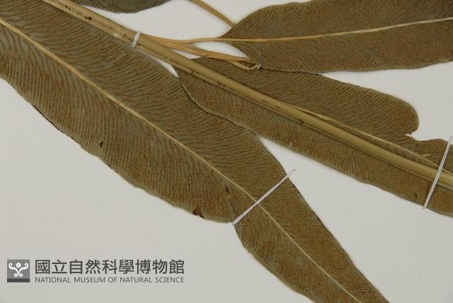 Accession Number:P006381 Collection Image, Figure 3, Total 5 Figures