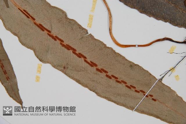 崇澍蕨藏品圖，第3張