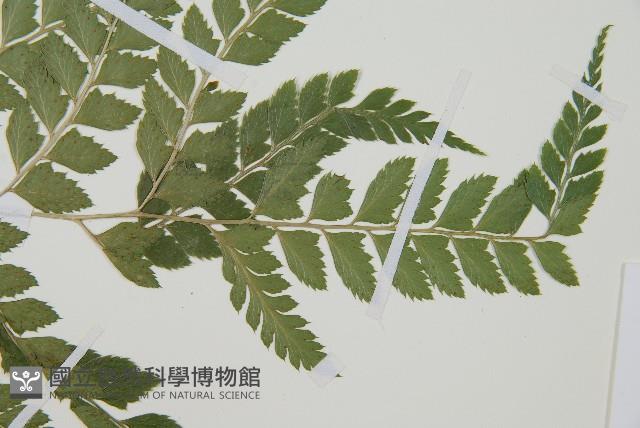 斜方複葉耳蕨藏品圖，第3張