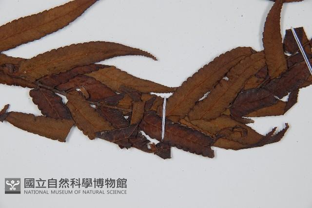 黑桫蕨藏品圖，第3張