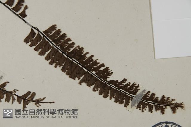 Accession Number:P007381 Collection Image, Figure 3, Total 5 Figures