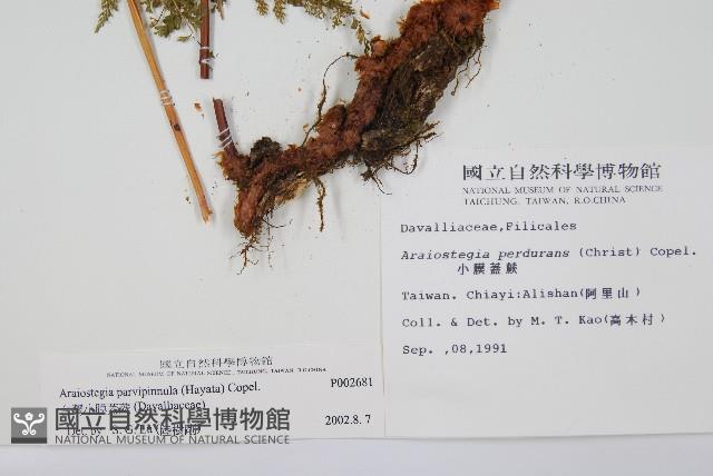 台灣小膜蓋蕨藏品圖，第2張