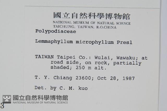 抱樹蕨、伏石蕨藏品圖，第2張