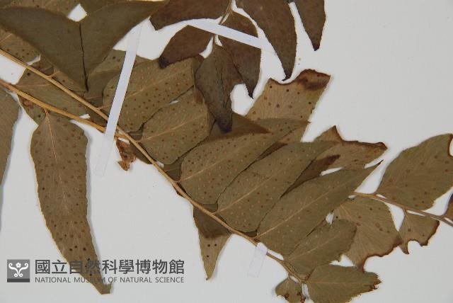 貫眾蕨藏品圖，第3張