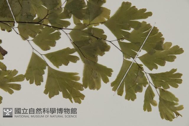 登錄號:P005681藏品圖，第6張