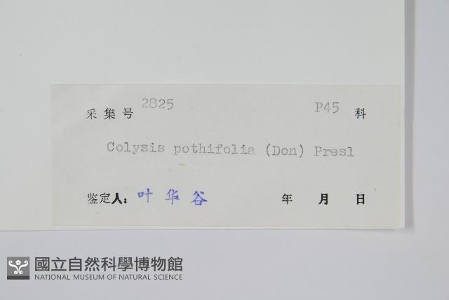 大線蕨藏品圖，第2張