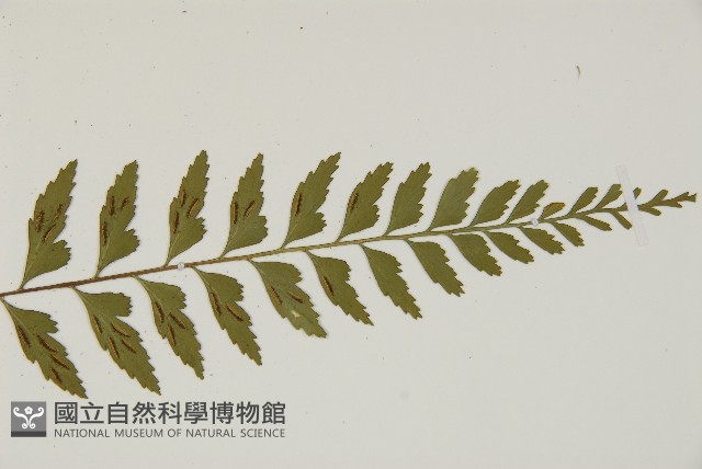 大蓬萊鐵角蕨藏品圖，第3張