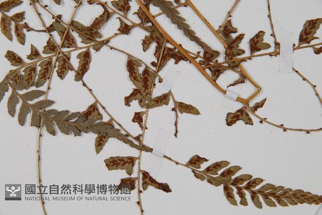 倉田氏蹄蓋蕨藏品圖，第3張