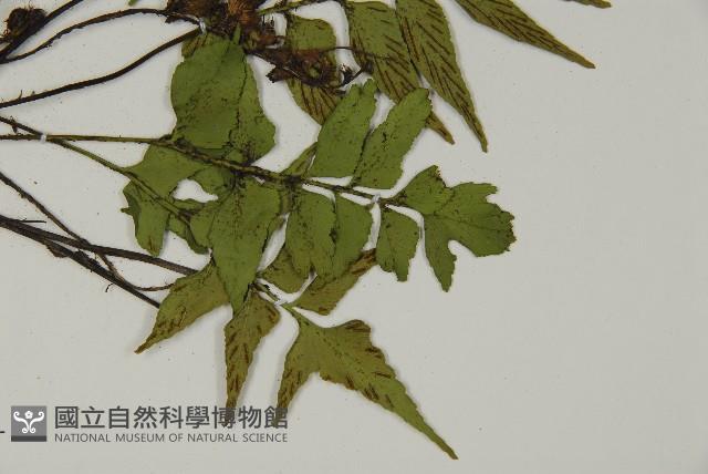 革葉鐵角蕨藏品圖，第3張