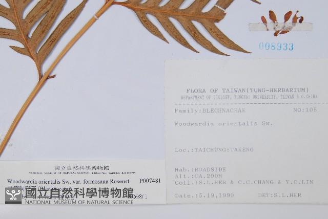 臺灣狗脊蕨藏品圖，第2張