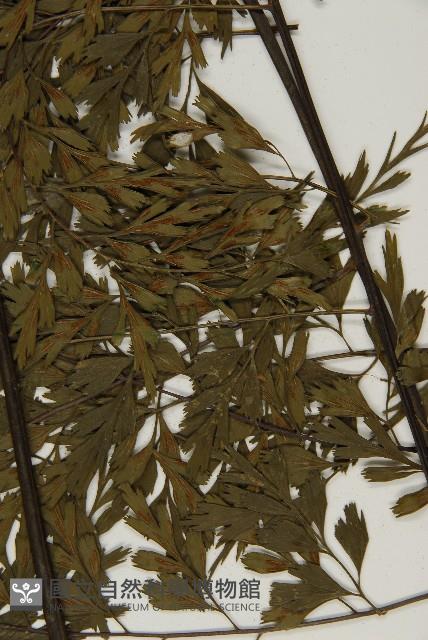 大黑柄鐵角蕨、黃鱗鐵角蕨、大羽鐵角蕨藏品圖，第3張