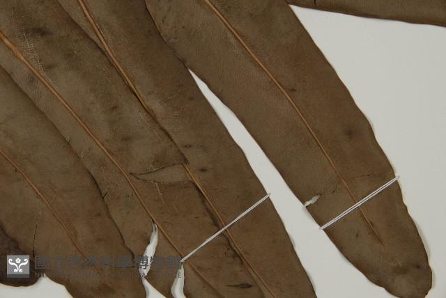 鹵蕨藏品圖，第3張