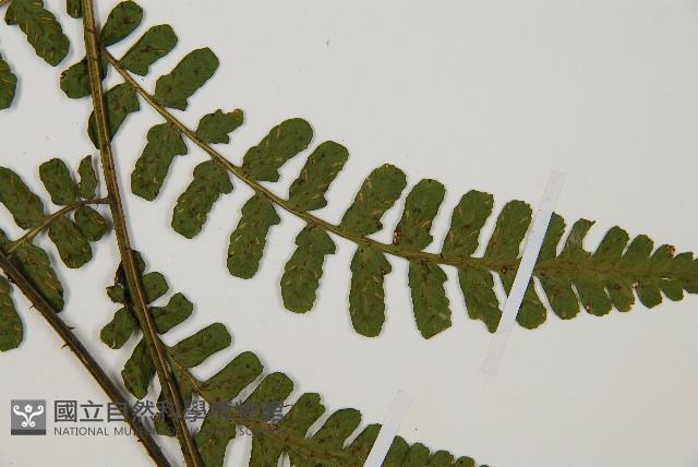 翅柄雙蓋蕨藏品圖，第3張