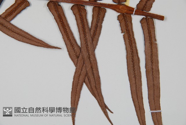 蘇鐵蕨藏品圖，第3張