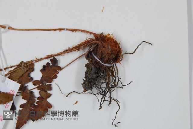 Accession Number:P005925 Collection Image, Figure 3, Total 5 Figures