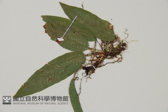 Accession Number:P007925 Collection Image, Figure 3, Total 5 Figures