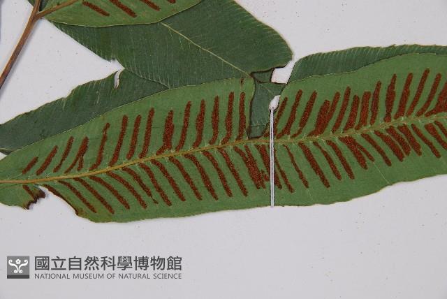 厚葉雙蓋蕨藏品圖，第6張