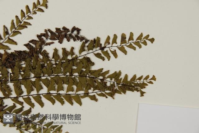 愛氏鐵線蕨藏品圖，第6張