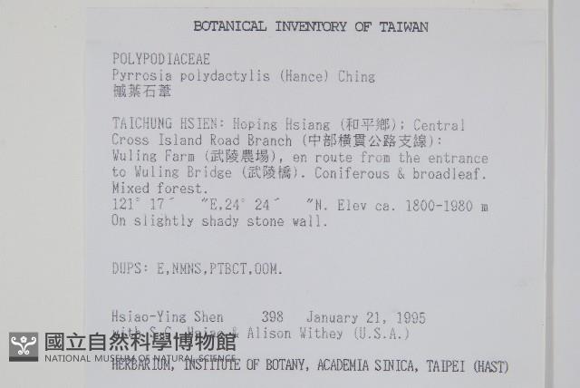 槭葉石葦藏品圖，第2張