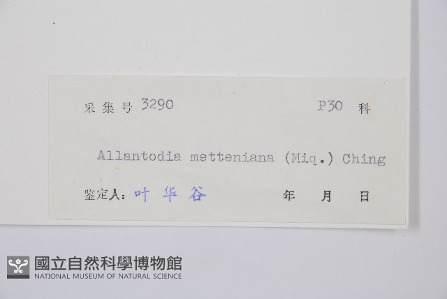 江南短腸蕨藏品圖，第3張