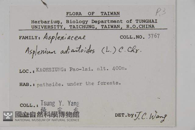 革葉鐵角蕨藏品圖，第2張