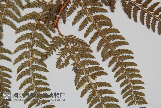 細葉複葉耳蕨藏品圖，第3張