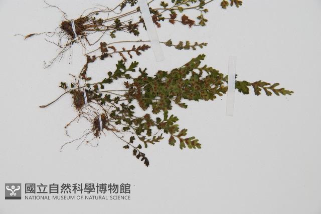 小鐵角蕨藏品圖，第3張