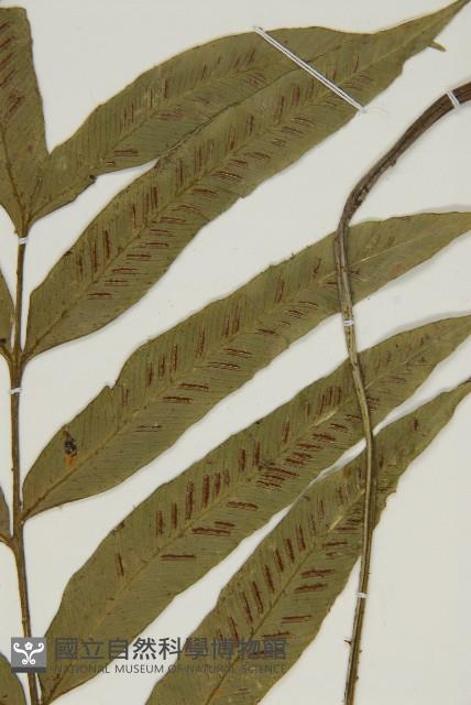 南海鐵角蕨藏品圖，第3張