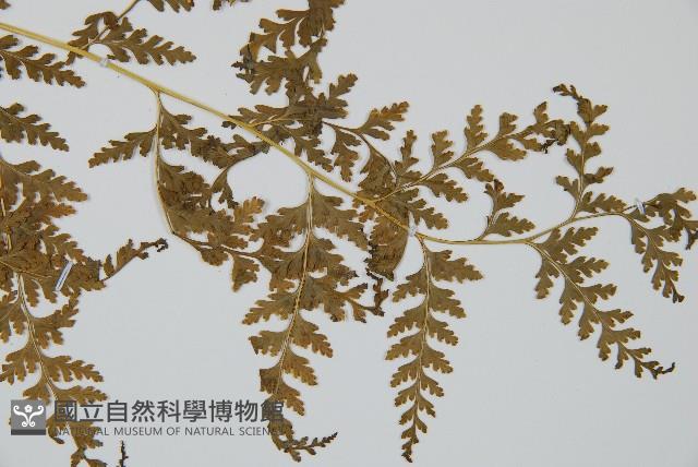 光葉碗蕨藏品圖，第3張