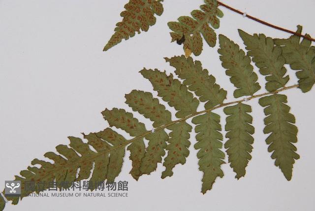 毛軸假蹄蓋蕨藏品圖，第2張