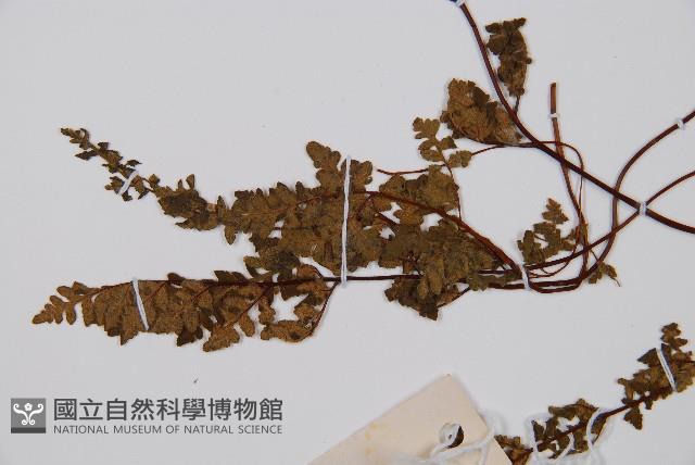 隱囊蕨藏品圖，第3張