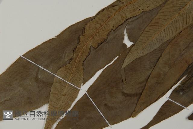 日本鳳丫蕨藏品圖，第3張