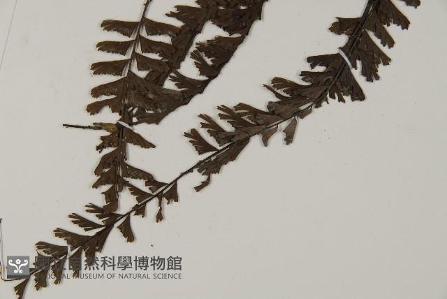鞭葉鐵線蕨藏品圖，第3張