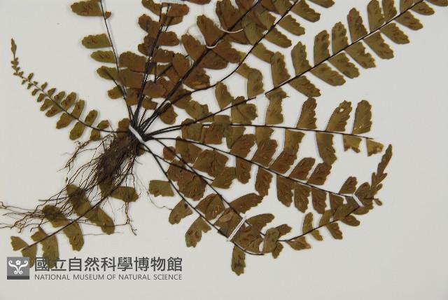 魚麟蕨藏品圖，第2張