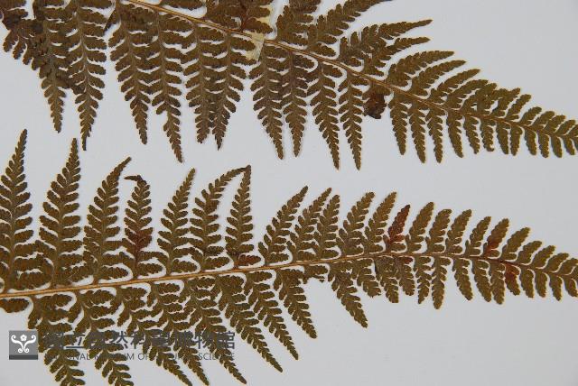 司氏碗蕨藏品圖，第3張