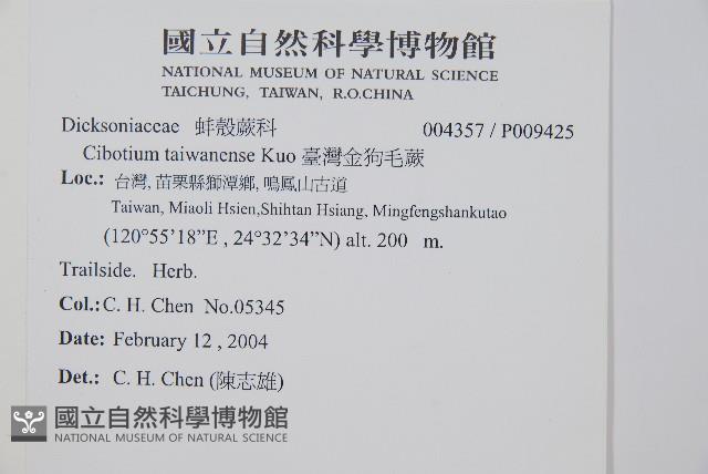 臺灣金狗毛蕨藏品圖，第2張