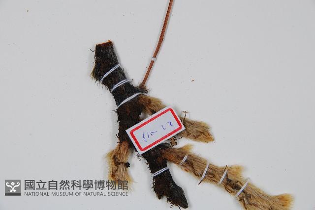 杯狀蓋陰石蕨藏品圖，第3張