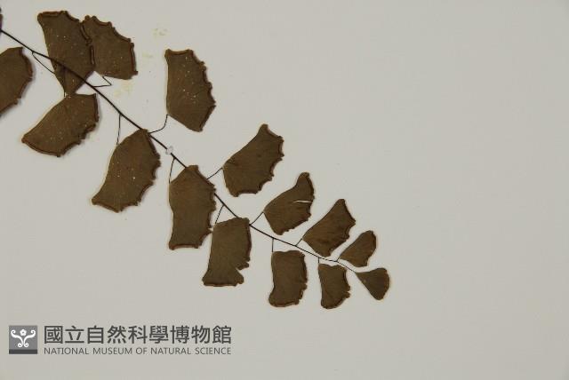 Philippine maidenhair Collection Image, Figure 3, Total 4 Figures