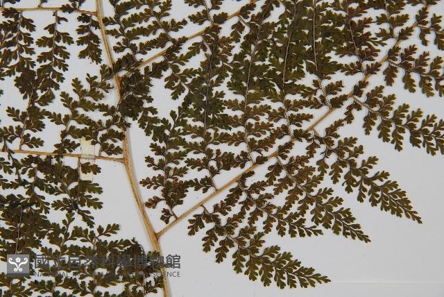 稀子蕨藏品圖，第3張