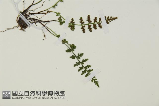 縮羽鐵角蕨藏品圖，第3張