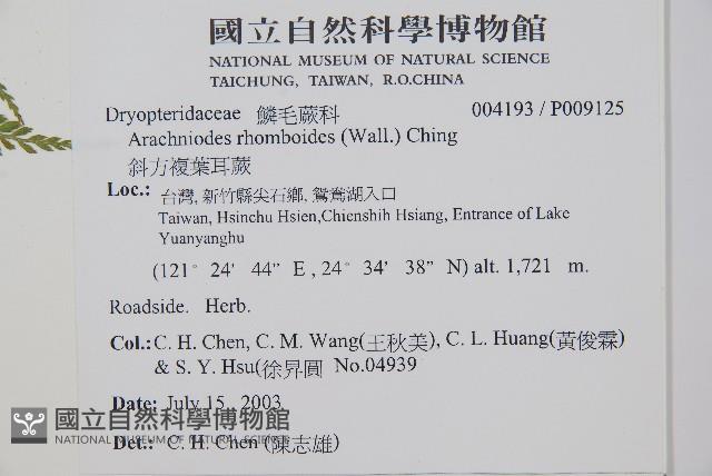 臺灣兩面複葉耳蕨藏品圖，第2張